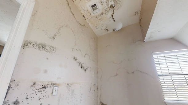 Best Airborne Mold Testing  in North Weeki Wachee, FL