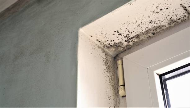 Best Comprehensive Air Testing for Mold Contaminants  in North Weeki Wachee, FL