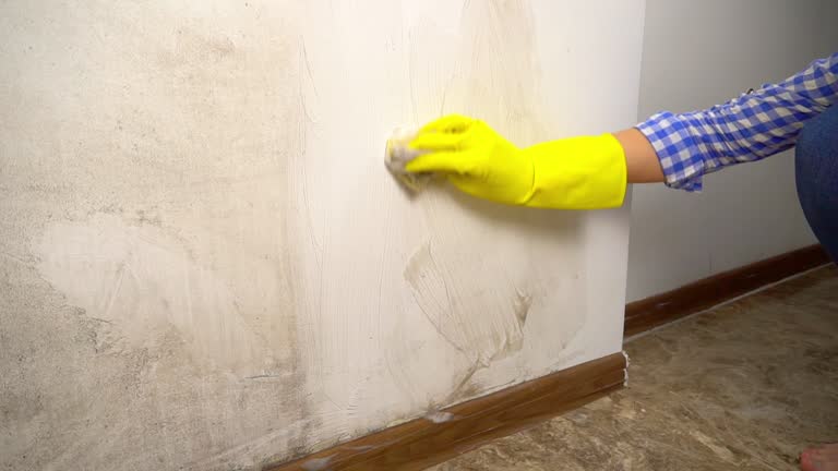  North Weeki Wachee, FL Mold Removal Pros
