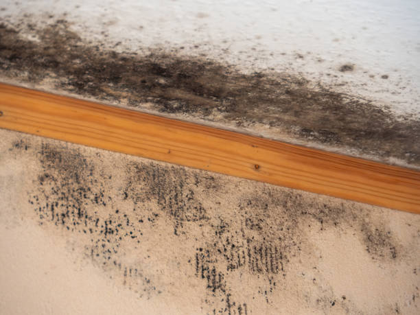 Best Post-Remediation Verification Testing  in North Weeki Wachee, FL