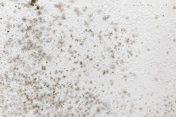 Best Environmental Consulting for Mold Prevention  in North Weeki Wachee, FL