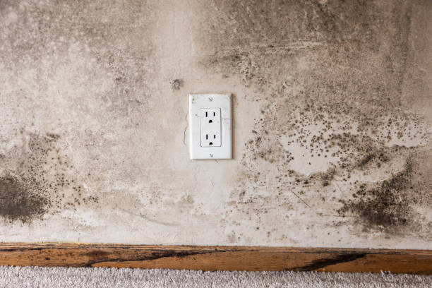 Best Attic Mold Removal  in North Weeki Wachee, FL