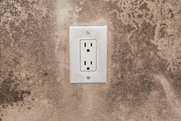 Best Black Mold Removal  in North Weeki Wachee, FL