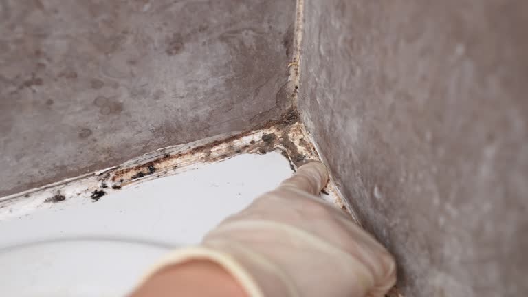 Best HVAC Mold Inspection and Cleaning  in North Weeki Wachee, FL